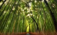 pic for Bamboo Forest 
